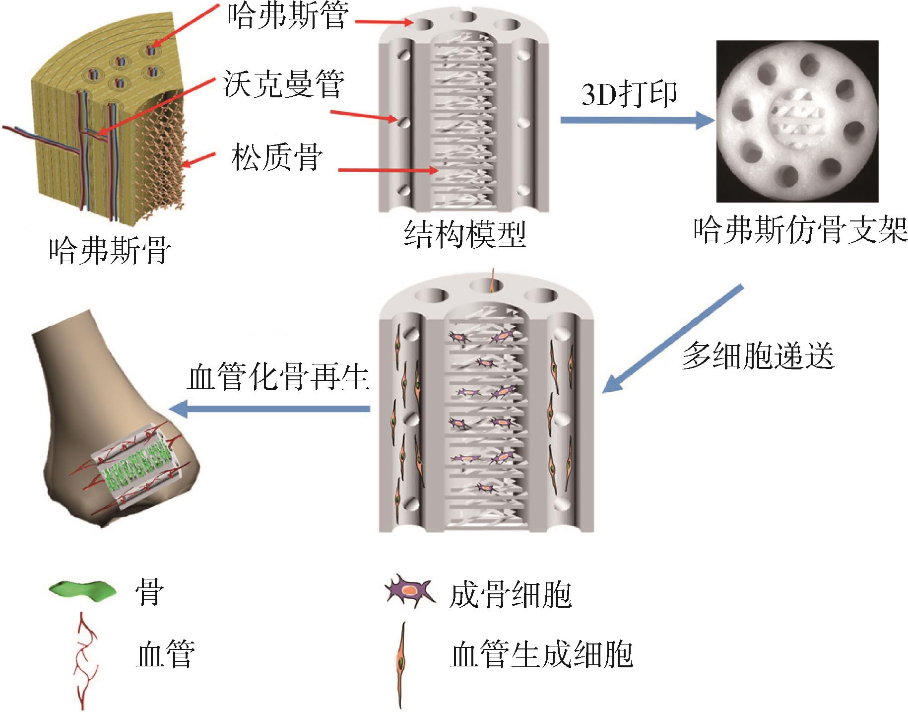 PPT - 软骨和骨 PowerPoint Presentation, free download - ID:5453637